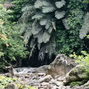 Explore Tabin Wildlife Experience for 3 days with Asian Overland Services Tours & Travel  and discover unforgettable experiences - Photo 5