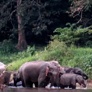 Explore Ulu Muda: A Date with Nature for 5 days with Asian Overland Services Tours & Travel  and discover unforgettable experiences - Photo 11