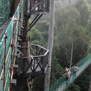 Explore Danum Valley Rainforest Trek for 3 days with Asian Overland Services Tours & Travel  and discover unforgettable experiences - Photo 6