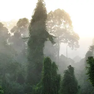 Explore Tabin Wildlife Experience for 3 days with Asian Overland Services Tours & Travel  and discover unforgettable experiences - Photo 6