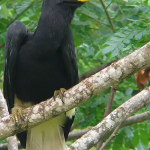 Explore Tabin Wildlife Experience for 3 days with Asian Overland Services Tours & Travel  and discover unforgettable experiences - Photo 7