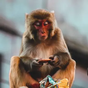 Explore Nepal Highlights Tour for 11 days with Asian Heritage Treks & Expeditions and discover unforgettable experiences - Photo 2