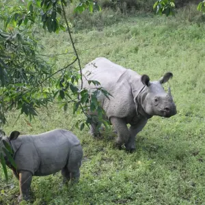 Explore Glimpus of Nepal:  Poon Hill Trek & Wildlife Adventure for 15 days with Asian Heritage Treks & Expeditions and discover unforgettable experiences - Photo 2