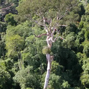 Explore Tabin Wildlife Experience for 3 days with Asian Overland Services Tours & Travel  and discover unforgettable experiences - Photo 8