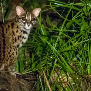 Explore Tabin Wildlife Experience for 3 days with Asian Overland Services Tours & Travel  and discover unforgettable experiences - Photo 9