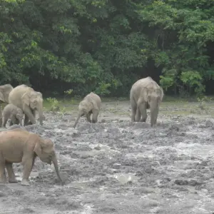 Explore Tabin Wildlife Experience for 3 days with Asian Overland Services Tours & Travel  and discover unforgettable experiences - Photo 10