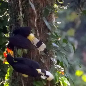 Explore Danum Valley Rainforest Trek for 3 days with Asian Overland Services Tours & Travel  and discover unforgettable experiences - Photo 11