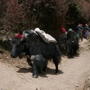 Explore Everest  Base Camp Kalapatthar Trek for 12 days with Asian Heritage Treks & Expeditions and discover unforgettable experiences - Photo 4