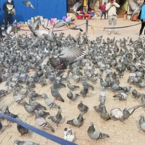 Explore Kathmandu Highlights Tour - 3 Days for 3 days with Asian Heritage Treks & Expeditions and discover unforgettable experiences - Photo 2