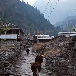 Explore Manaslu Circuit Trek for 16 days with Asian Heritage Treks & Expeditions and discover unforgettable experiences - Photo 3