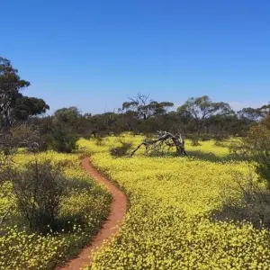 Explore Western Australia Wildflowers Road Trip for 8 days with Australia and New Zealand Travel Company and discover unforgettable experiences - Photo 2