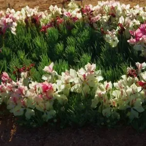 Explore Western Australia Wildflowers Road Trip for 8 days with Australia and New Zealand Travel Company and discover unforgettable experiences - Photo 3