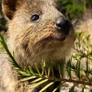Explore Indian Pacific Train with Sydney & Perth for 13 days with Australia and New Zealand Travel Company and discover unforgettable experiences - Photo 3