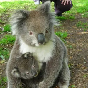 Explore 3 Day Adelaide to Melbourne for 3 days with Australian Natural Treasures Touring and discover unforgettable experiences - Photo 4