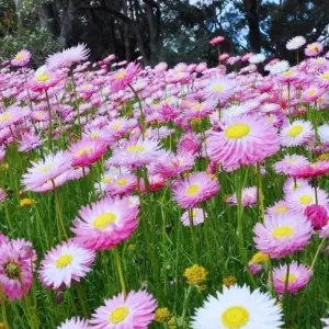 Explore Western Australia Wildflowers Road Trip for 8 days with Australia and New Zealand Travel Company and discover unforgettable experiences - Photo 9