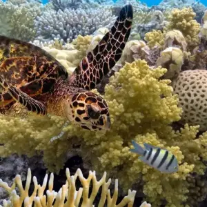 Explore Aussie Icons - Sydney, Cairns & Melbourne for 10 days with Australia and New Zealand Travel Company and discover unforgettable experiences - Photo 6