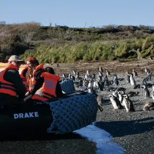 Explore Darwin's Route from Punta Arenas (8 Nights) for 9 days with Australis and discover unforgettable experiences - Photo 2