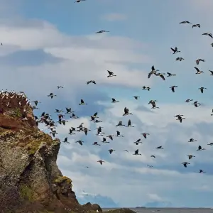 Explore Darwin's Route from Punta Arenas (8 Nights) for 9 days with Australis and discover unforgettable experiences - Photo 3