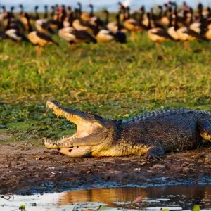 Explore Darwin Getaway with Kakadu & More for 8 days with Australia and New Zealand Travel Company and discover unforgettable experiences - Photo 6