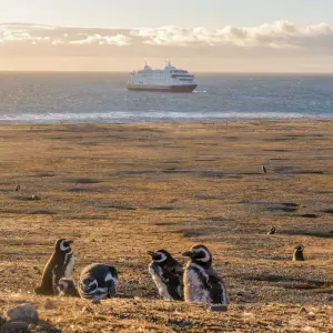 Explore Darwin's Route from Punta Arenas (8 Nights) for 9 days with Australis and discover unforgettable experiences - Photo 6