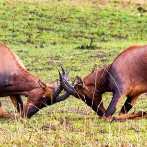 Explore 7 Days 6 Nights Migration Wildlife Safari for 7 days with Authentic Africa and discover unforgettable experiences - Photo 2