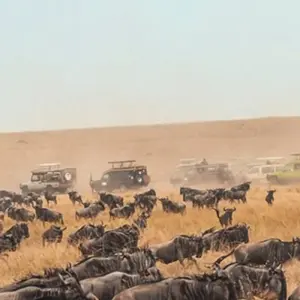 Explore Simba Classic Adventure Safari **Sustainable Approach to Travel for 7 days with Authentic Africa and discover unforgettable experiences - Photo 2