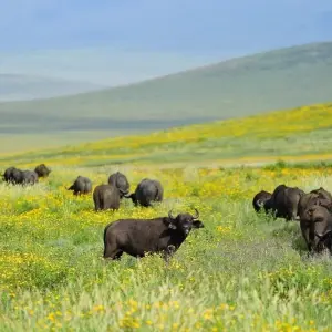 Explore 7 Days 6 Nights Migration Wildlife Safari for 7 days with Authentic Africa and discover unforgettable experiences - Photo 3