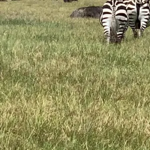 Explore Simba Classic Adventure Safari **Sustainable Approach to Travel for 7 days with Authentic Africa and discover unforgettable experiences - Photo 4