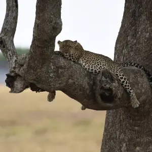 Explore 7 Days 6 Nights Migration Wildlife Safari for 7 days with Authentic Africa and discover unforgettable experiences - Photo 5