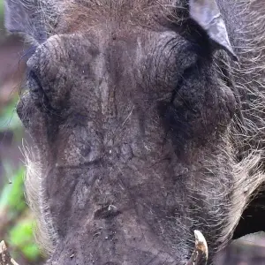 Explore 11 Days Tanzania Wildlife Cultural Safari* for 11 days with Authentic Africa and discover unforgettable experiences - Photo 2