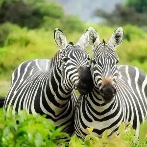 Explore Simba Classic Adventure Safari **Sustainable Approach to Travel for 7 days with Authentic Africa and discover unforgettable experiences - Photo 5