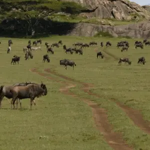 Explore 7 Days 6 Nights Migration Wildlife Safari for 7 days with Authentic Africa and discover unforgettable experiences - Photo 6