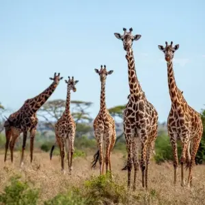 Explore 11 Days Tanzania Wildlife Cultural Safari* for 11 days with Authentic Africa and discover unforgettable experiences - Photo 3