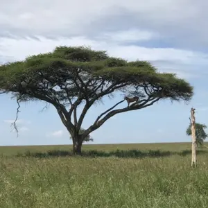 Explore 7 Days Tanzania Classic Safari for 7 days with Authentic Africa and discover unforgettable experiences - Photo 2