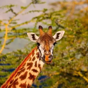 Explore 6 Days Tanzania Wildlife Encounters for 6 days with Authentic Africa and discover unforgettable experiences - Photo 2