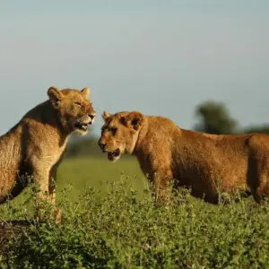 Explore 7 Days 6 Nights Migration Wildlife Safari for 7 days with Authentic Africa and discover unforgettable experiences - Photo 7