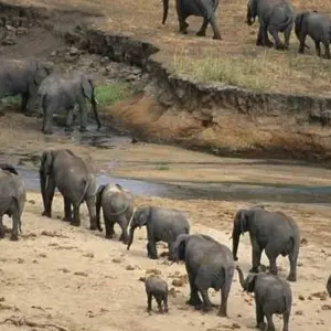 Explore 11 Days Tanzania Wildlife Cultural Safari* for 11 days with Authentic Africa and discover unforgettable experiences - Photo 4