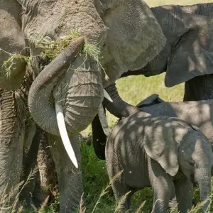 Explore 7 Days Tanzania Classic Safari for 7 days with Authentic Africa and discover unforgettable experiences - Photo 3