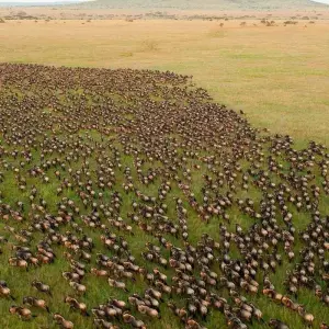 Explore 7 Days 6 Nights Migration Wildlife Safari for 7 days with Authentic Africa and discover unforgettable experiences - Photo 8