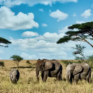 Explore The Best of Ngorongoro And Serengeti for 6 days with Authentic Africa and discover unforgettable experiences - Photo 2