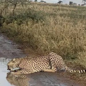 Explore The Best of Ngorongoro And Serengeti for 6 days with Authentic Africa and discover unforgettable experiences - Photo 3