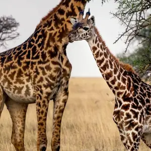 Explore Untamed Tanzania Safari & Culture 9 Days **Sustainable Approach to Travel for 11 days with Authentic Africa and discover unforgettable experiences - Photo 5