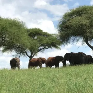 Explore 7 Days Tanzania Classic Safari for 7 days with Authentic Africa and discover unforgettable experiences - Photo 6