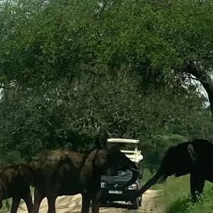 Explore The Best of Ngorongoro And Serengeti for 6 days with Authentic Africa and discover unforgettable experiences - Photo 5