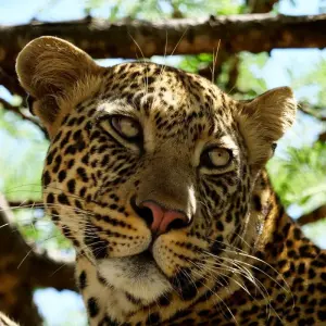 Explore 6 Days Tanzania Wildlife Encounters for 6 days with Authentic Africa and discover unforgettable experiences - Photo 8