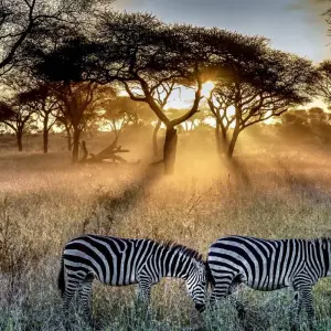 Explore The Best of Ngorongoro And Serengeti for 6 days with Authentic Africa and discover unforgettable experiences - Photo 6