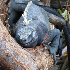 Explore From Snow-capped Peaks to Pristine Islands: A journey across the Andes, Cloudforest and Galapagos for 10 days with Authentic Ecuador and discover unforgettable experiences - Photo 2