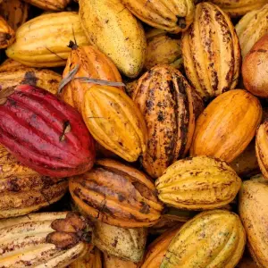 Explore Pure Nature in Northern Ecuador - 7 Days for 7 days with Authentic Ecuador and discover unforgettable experiences - Photo 3