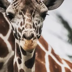 Explore 6 Days Tanzania Wildlife Encounters for 6 days with Authentic Africa and discover unforgettable experiences - Photo 10