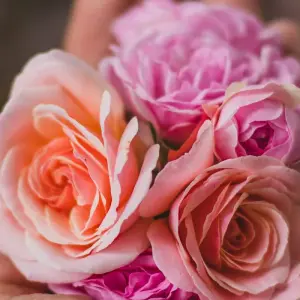 Explore 9-Day Ecuador Hacienda Hopping for 9 days with Authentic Ecuador and discover unforgettable experiences - Photo 4